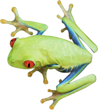 Cute Tree Frog