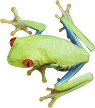 Cute Tree Frog