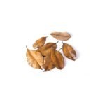 05150_Magnolia_Leaves_Product