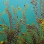 Aquarium_Clings_Aquatic_Plants_10.125_x_30in_05411