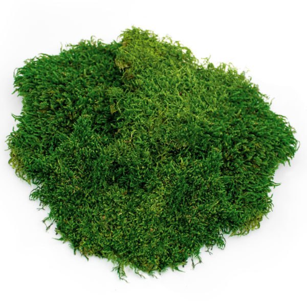 free download sheet moss free download sheet moss