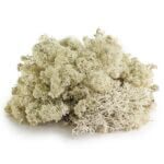 natural-reindeer-moss