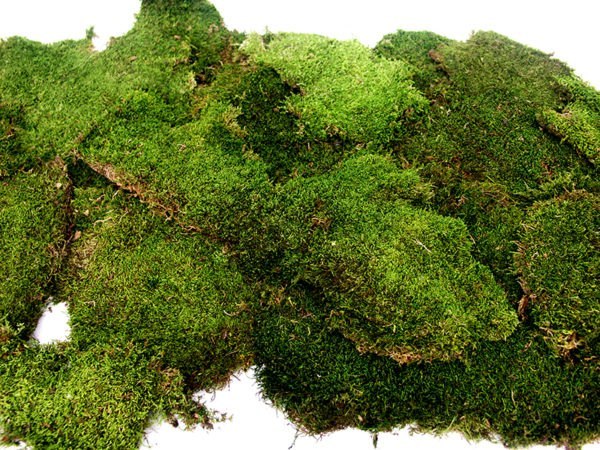 download sheet moss download sheet moss