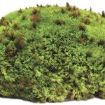 royal pool moss