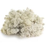 white-reindeer-moss