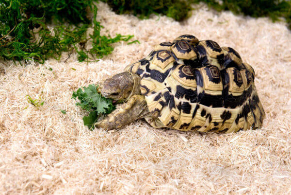 thumbnail image 2 of Galapagos Aspen Shavings Bedding - 8 Quart Bag, Natural, For Snakes, Lizards, Rodents, Dust-Free & Highly Absorbent 2 of 14