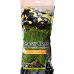 Basking_Bark_Sheet_Moss_1_Pc._05276