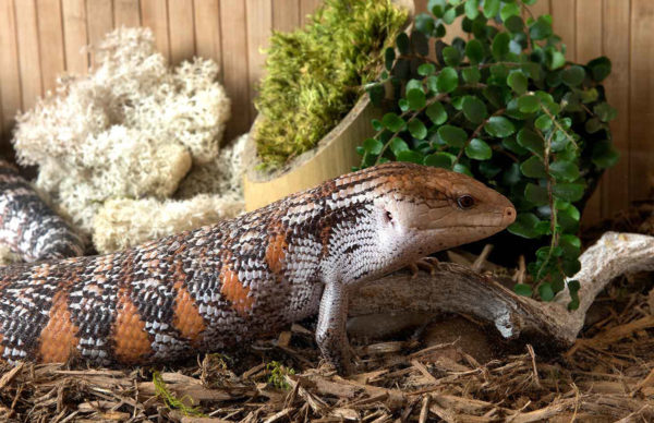Cypress mulch for clearance reptiles