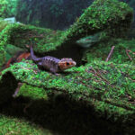 Flexible-Bridge_01