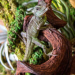 Jungle-Wood_01