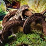 Jungle-Wood_02