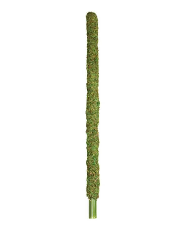 Moss_Pole_Preserved_Fresh_Green_36in_22235