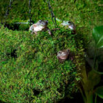 Mossy-Cave-Holes_01