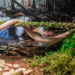 Mossy-Sticks_01