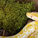 Pillow-Moss_01