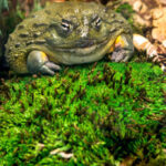 Royal-Pillow-Moss_01