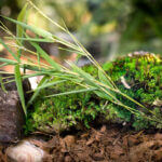Royal-Pillow-Moss_02