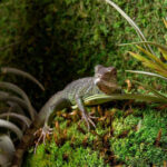 Royal-Pillow-Moss_03