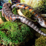 Royal-Pillow-Moss_04