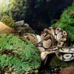 Royal-Pillow-Moss_05