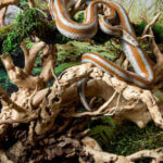 SpiderWood_1