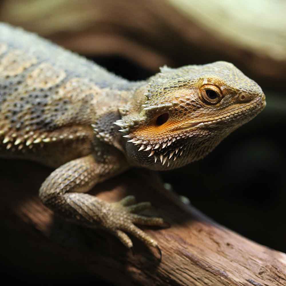 Bearded Dragon photo