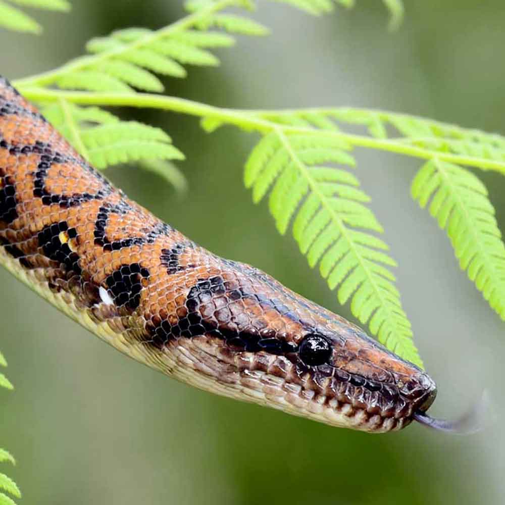 Brazilian Rainbow Boa photo