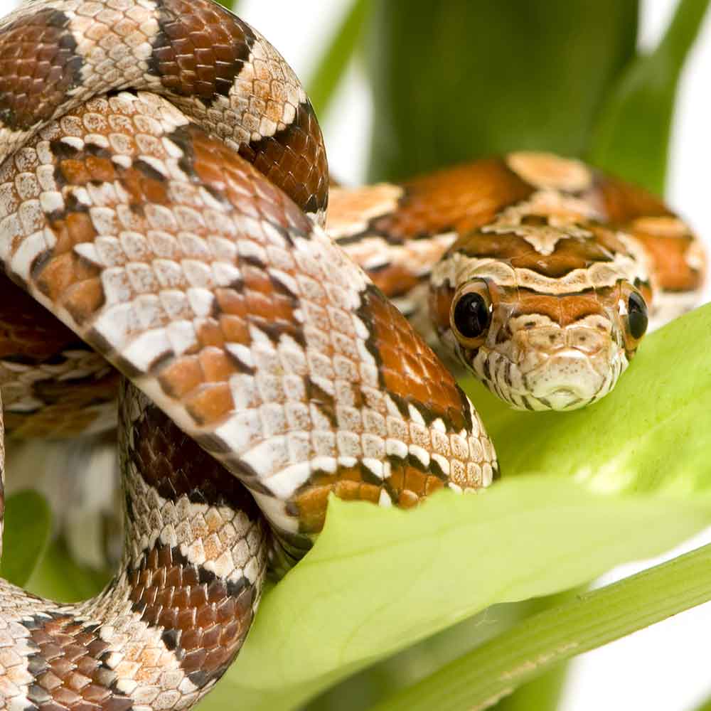 Corn Snake photo