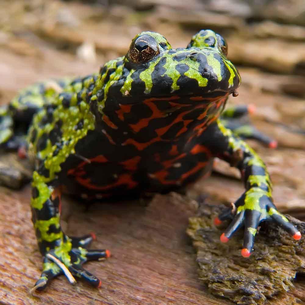 Fire-Bellied Toad photo