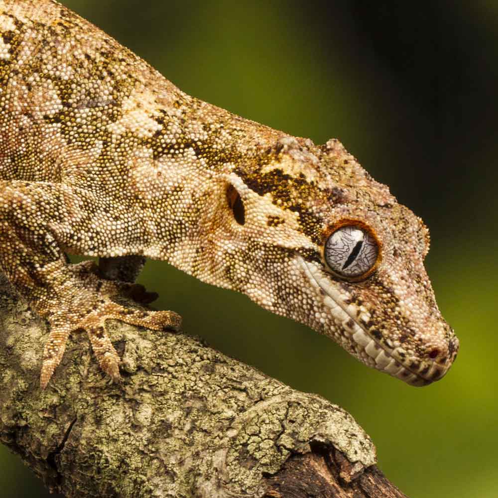 Gargoyle Gecko photo