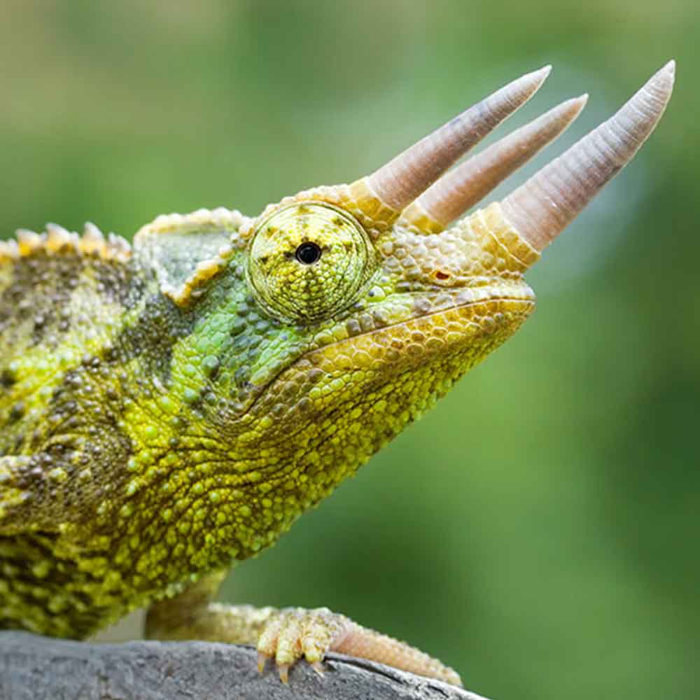 Jackson’s Chameleon photo