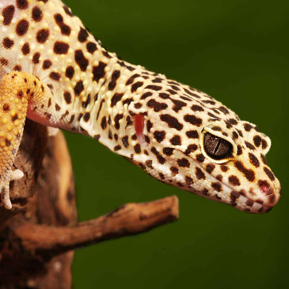 Leopard Gecko photo