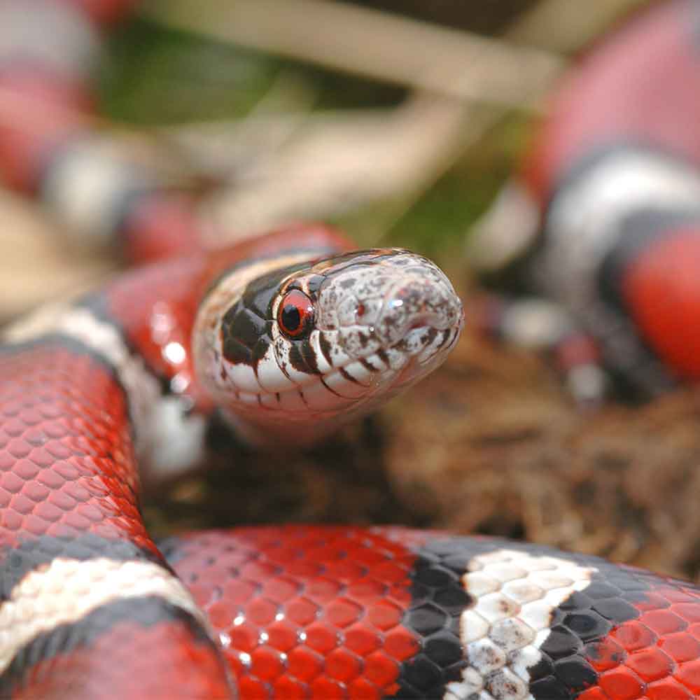 Milk Snake photo