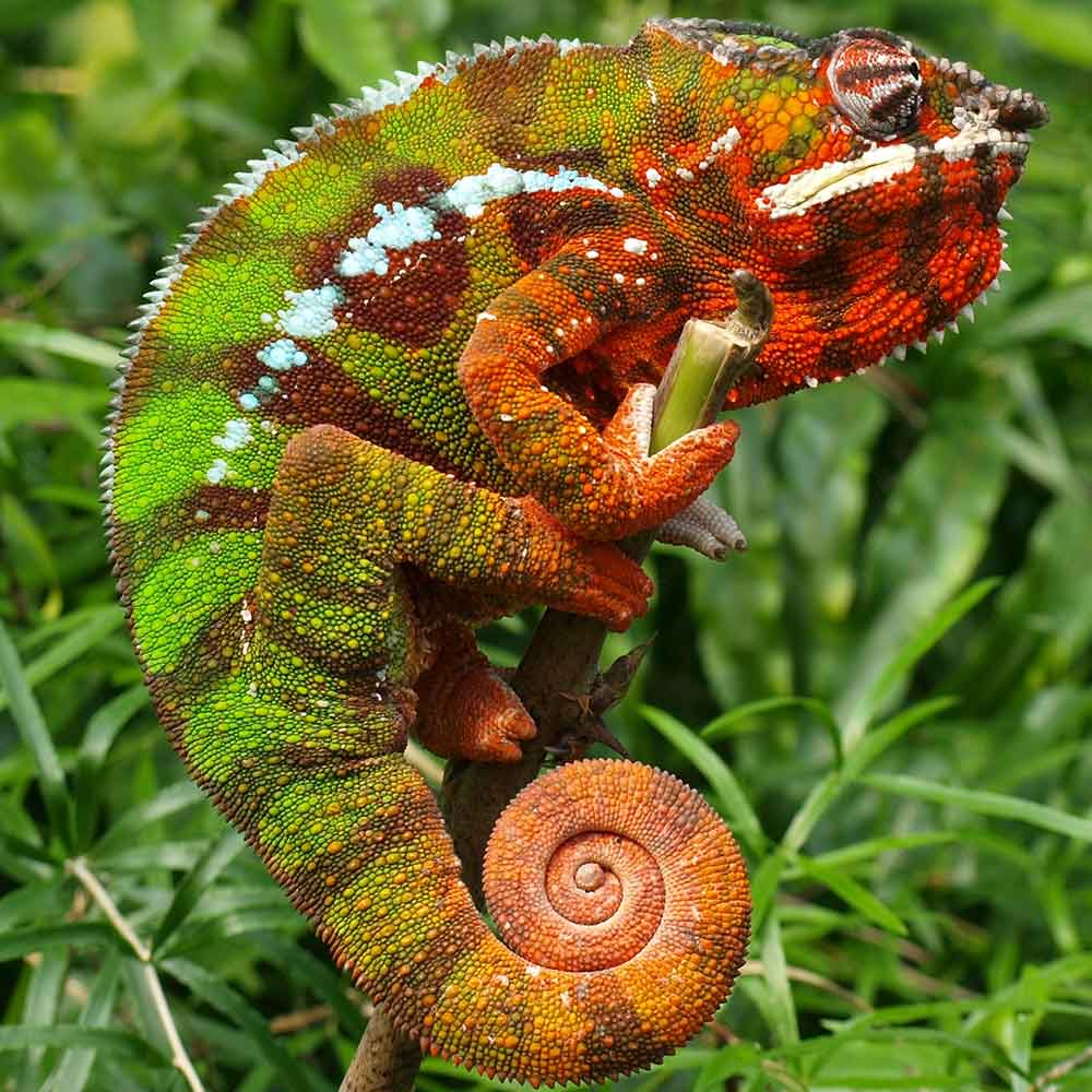 Panther Chameleon photo