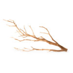 Staghorn-Branch_Manzanita_Branch_05517