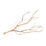 Staghorn-Branch_Manzanita_Branch_05518