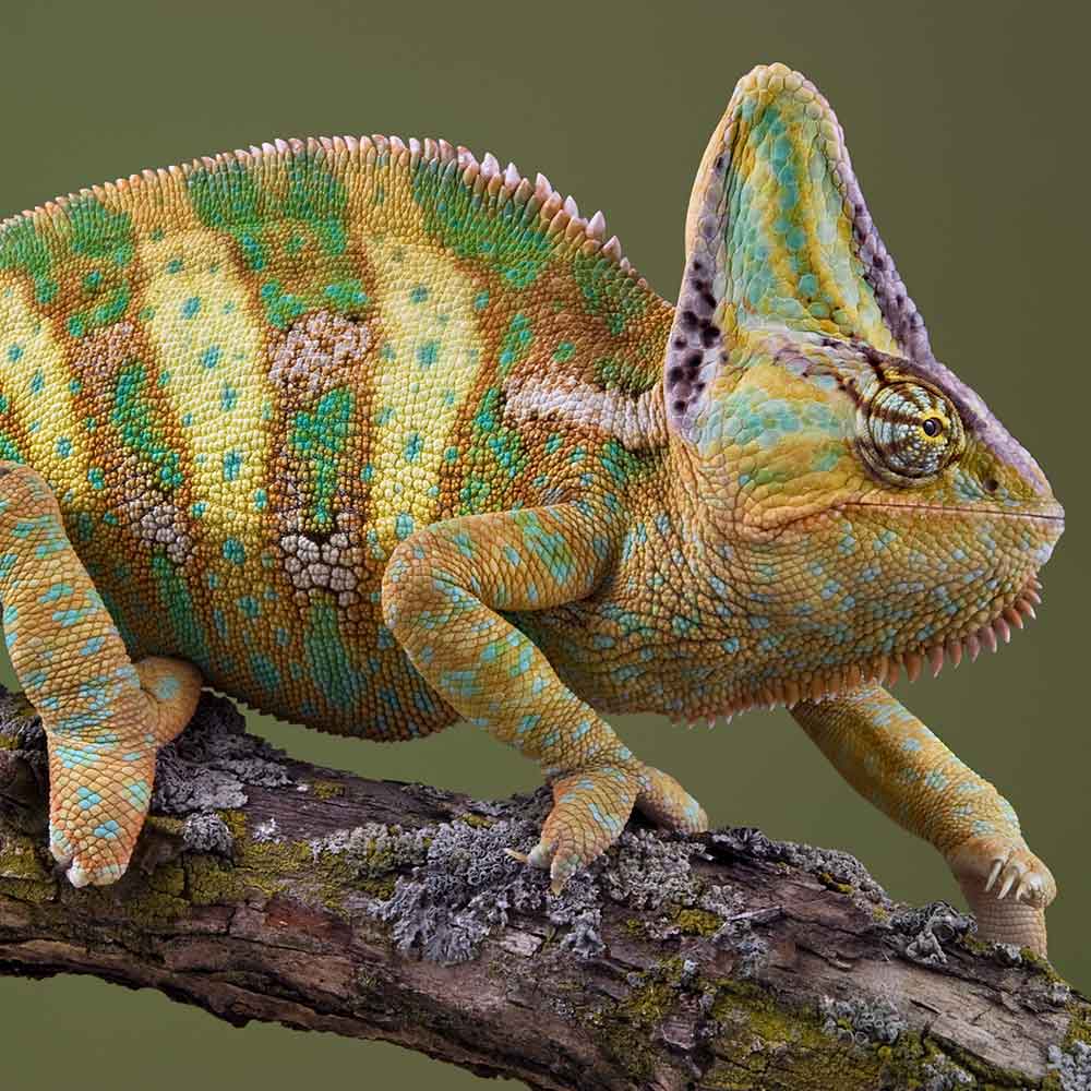 Chameleons Archives | Galápagos Reptile Gear