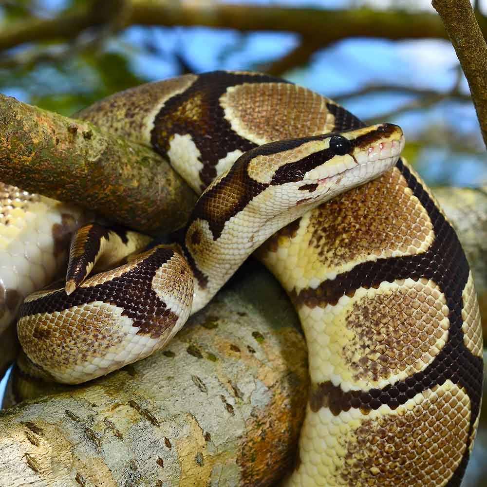 Ball Python photo