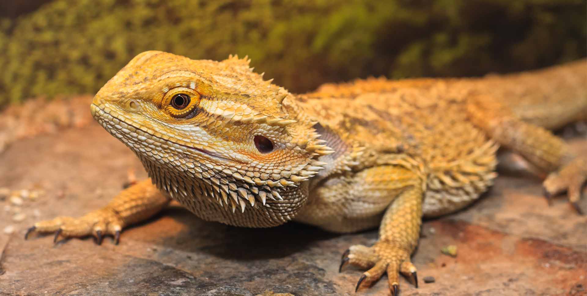 Bearded Dragon | Galápagos Reptile Gear