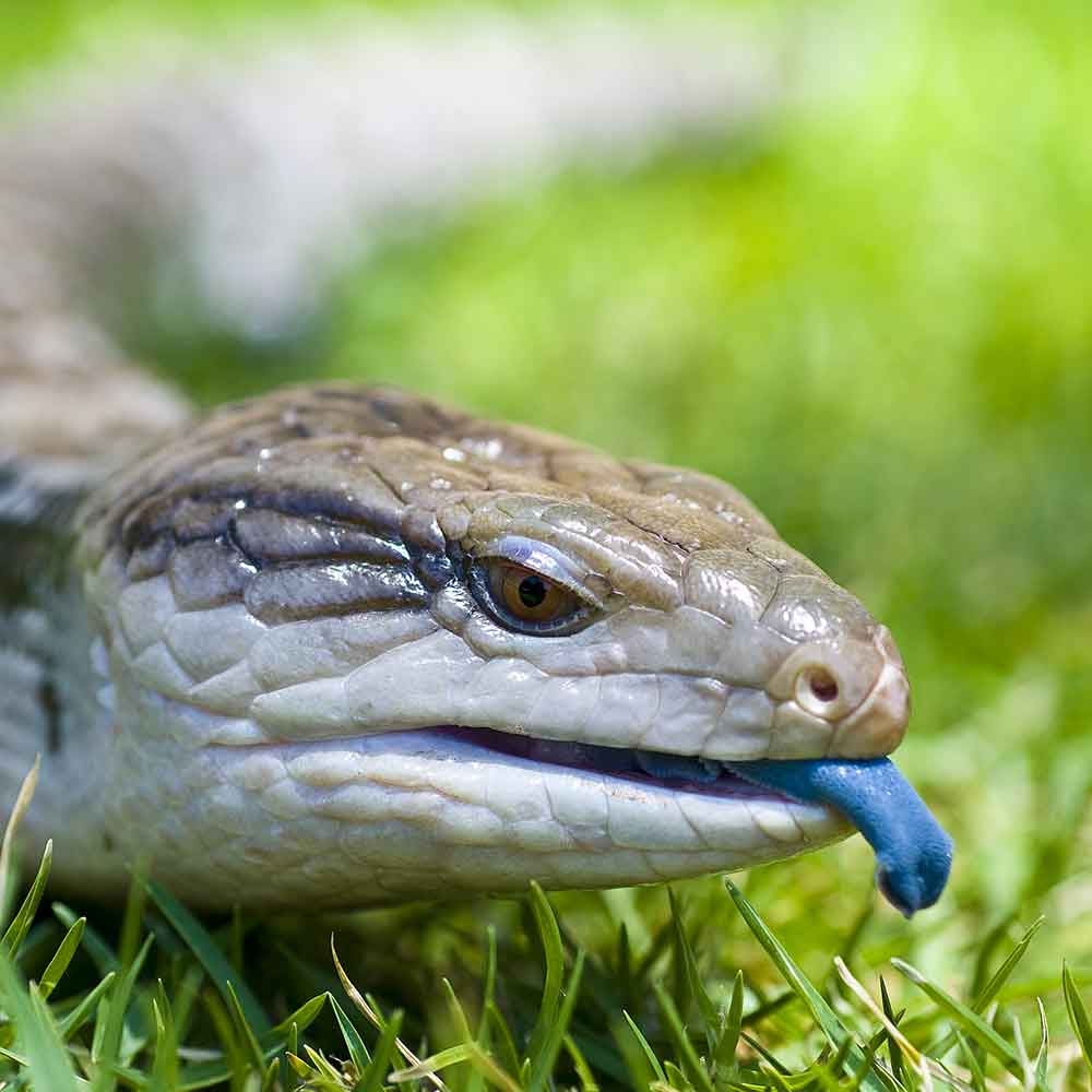 Blue Tongue Skink photo