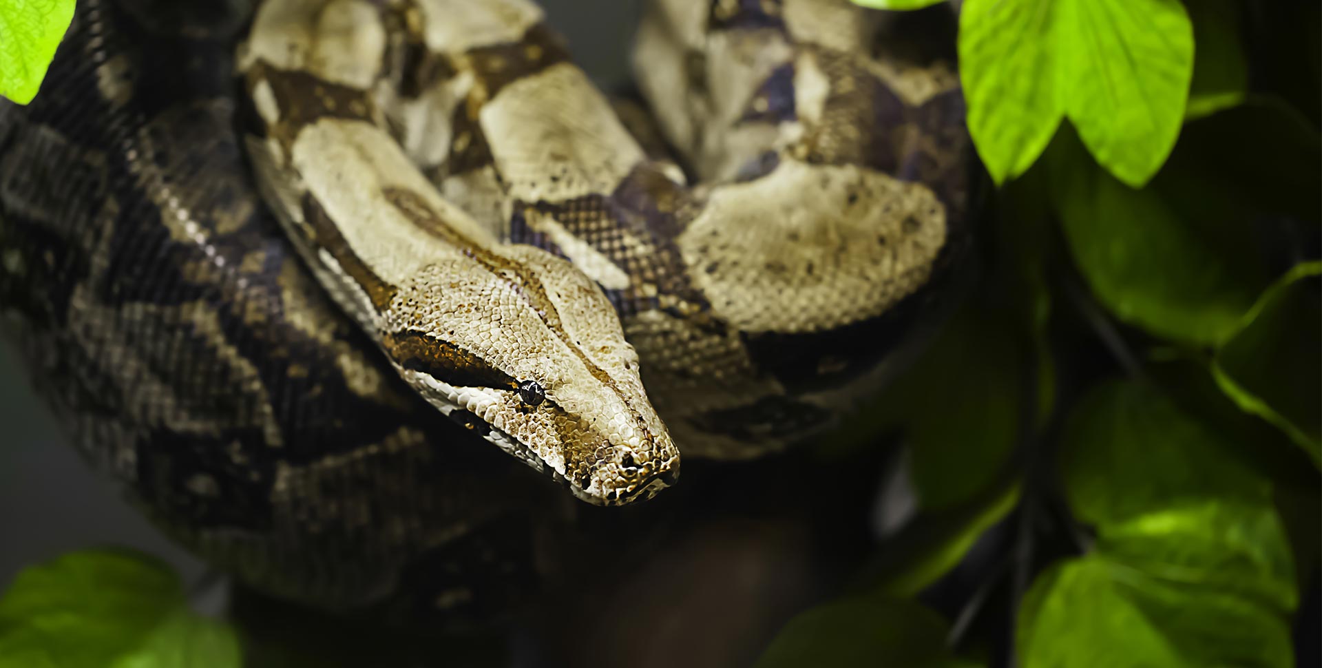 How to Care for a Pet Red Tail Boa