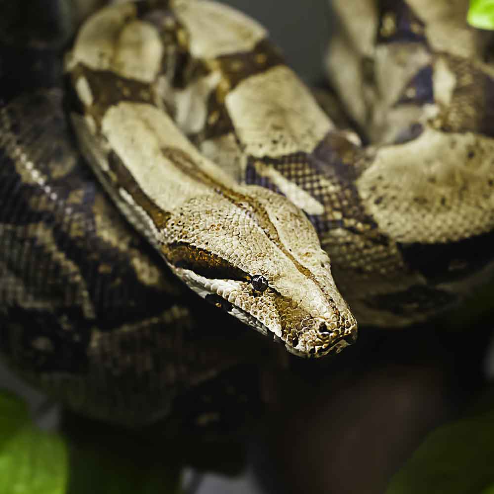 Boa Constrictor photo