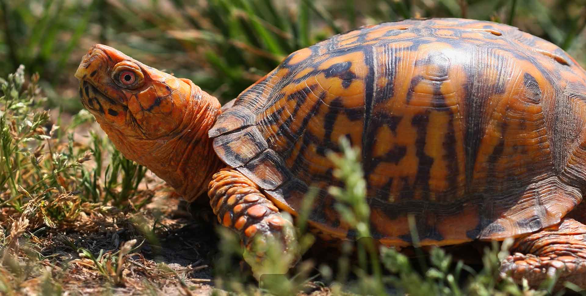 Box Turtle Care Center Galápagos Reptile Gear