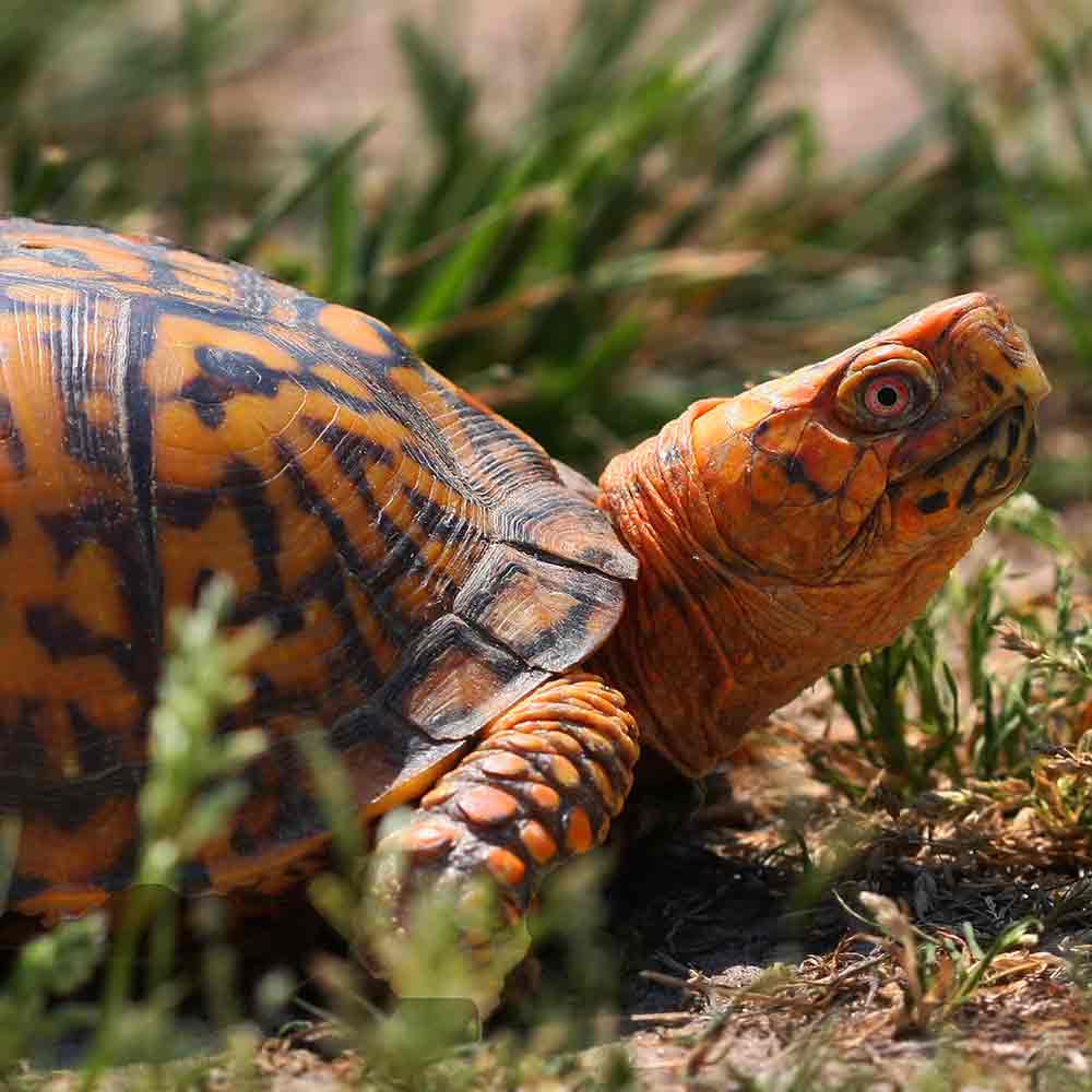 Box Turtle photo