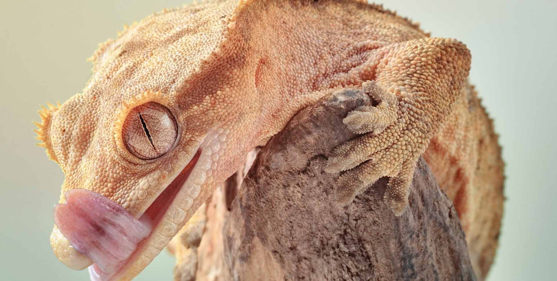 Crested Gecko | Galápagos Kovèti pou reptil