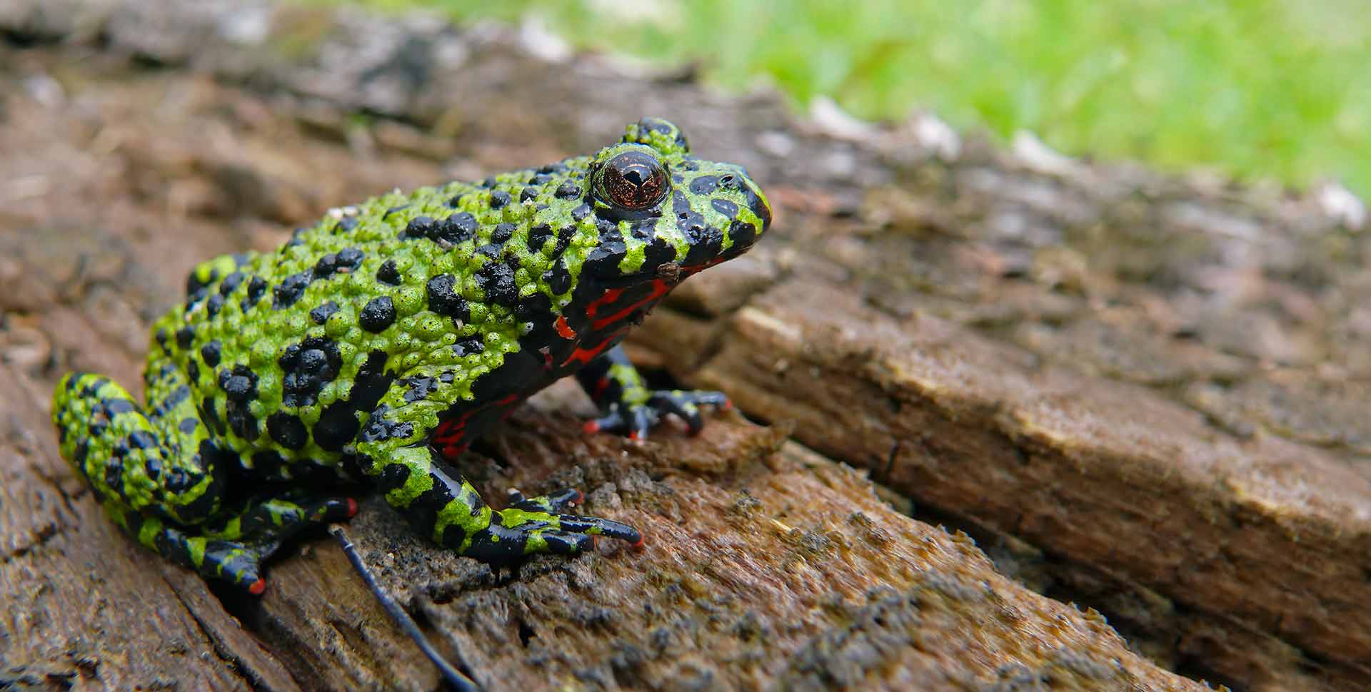 Fire Belly Toad Bombina Orientalis Poster | lupon.gov.ph