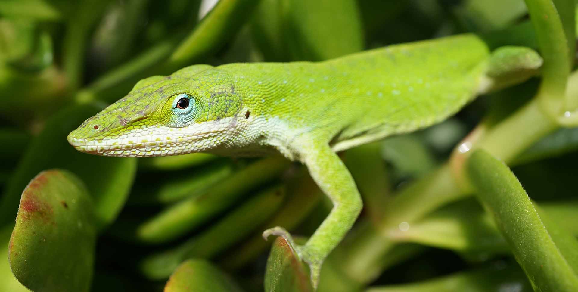 Three-Legged Green Anole - Anole Annals