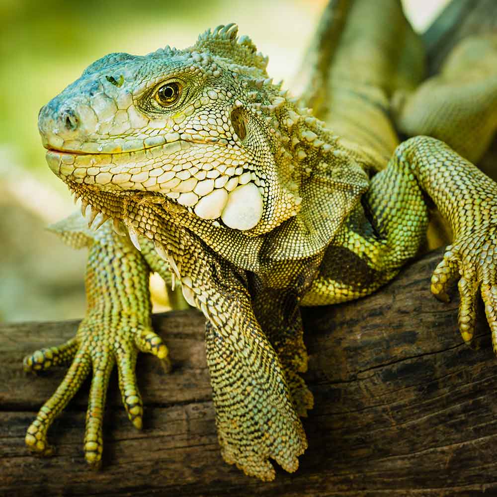 Green Iguana photo