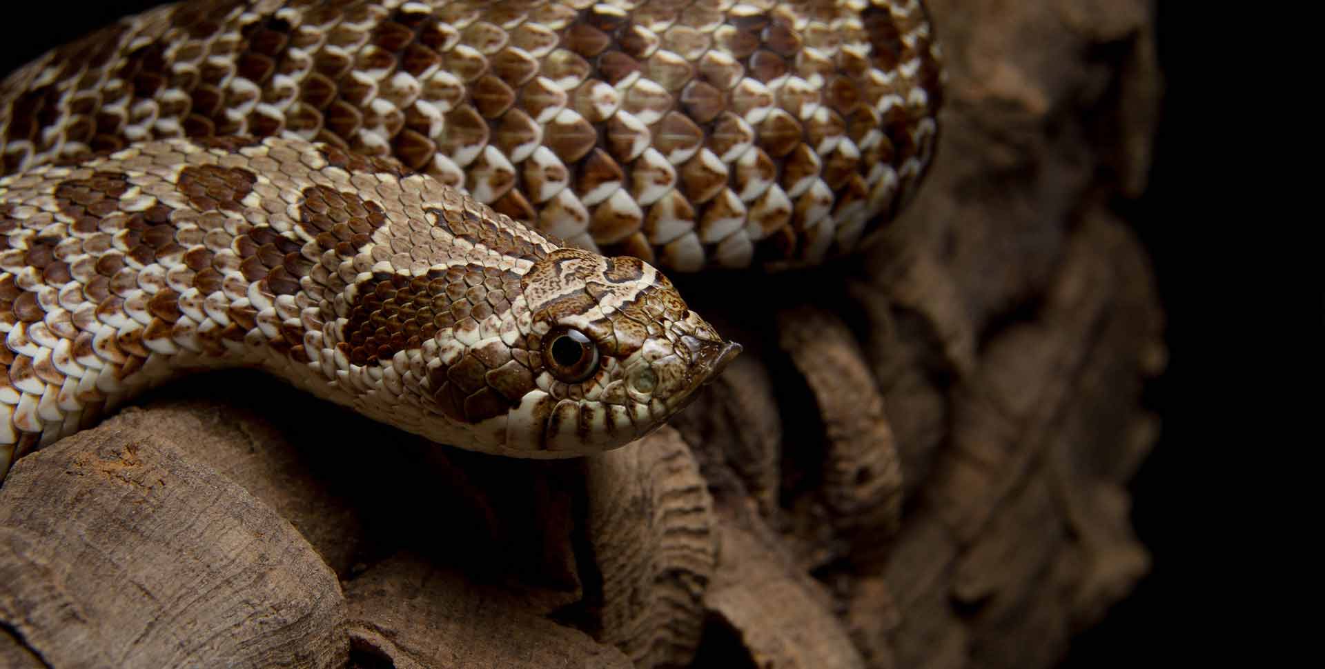 Western Hognose Snake Galapagos Reptile Gear