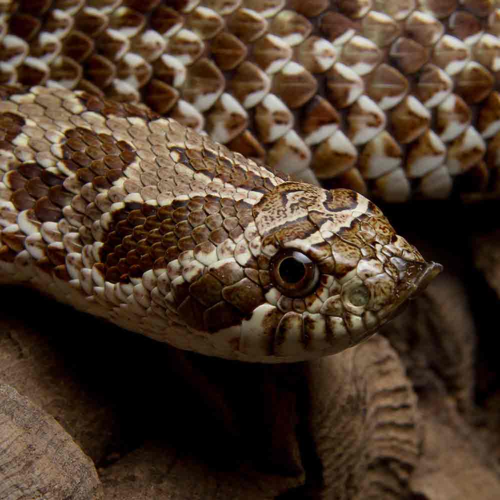 Western Hognose Snake photo